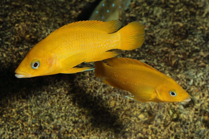 Neolamprologus leleupi 'Talama'